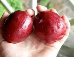 Malay Apple