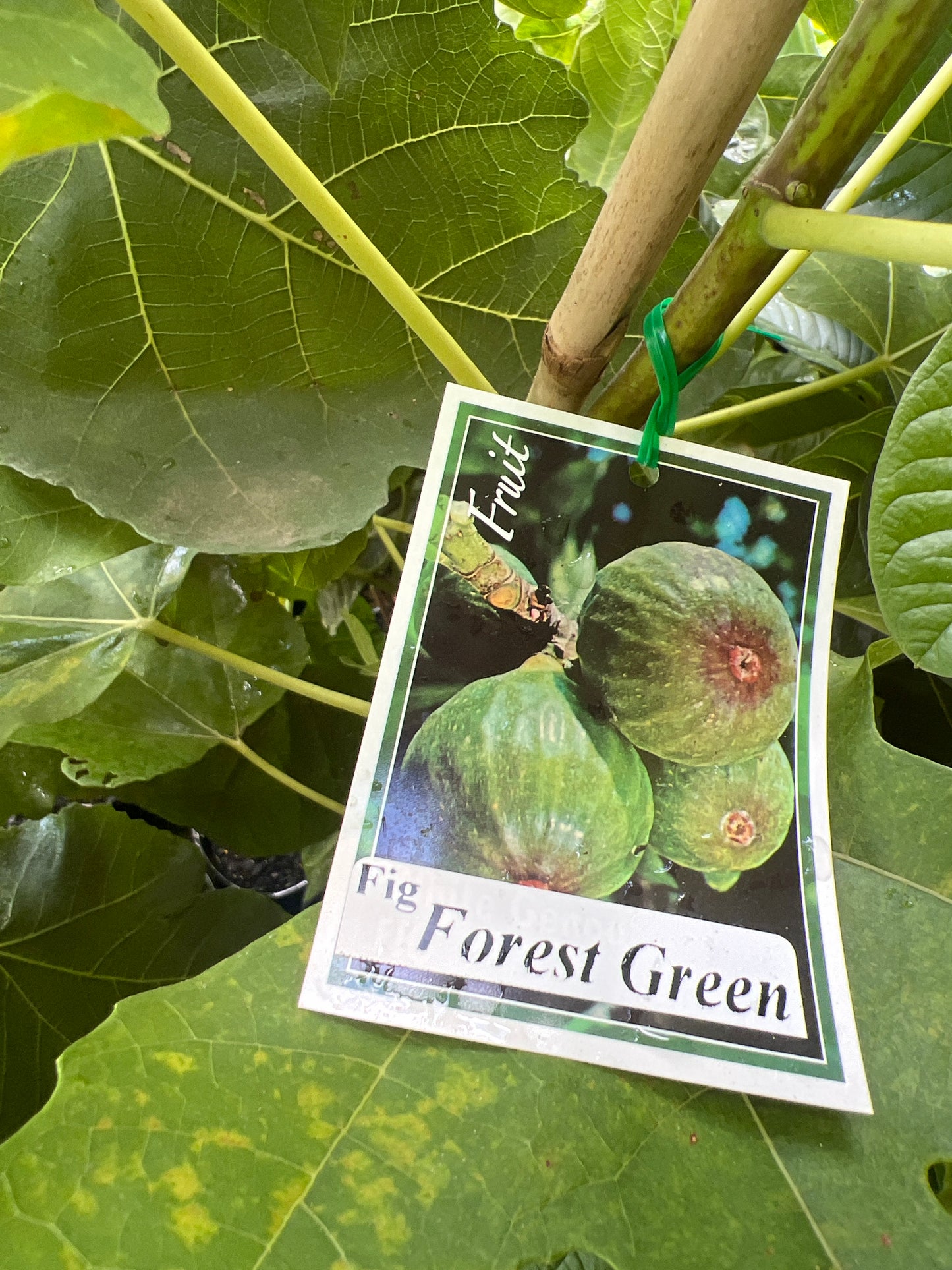 Fig - Forest Green