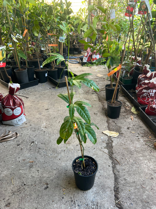 Passionfruit - Flame Ruby