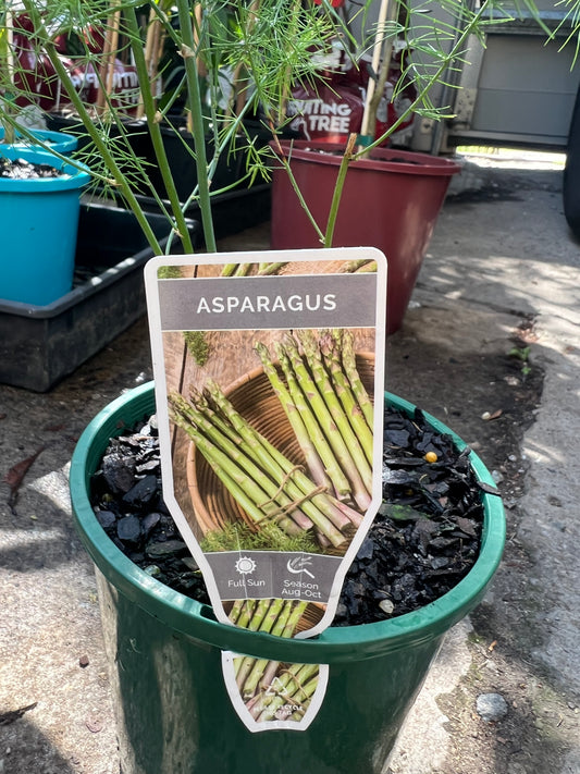 Asparagus