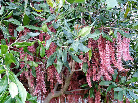 Macadamia Nut - Pinkalicious