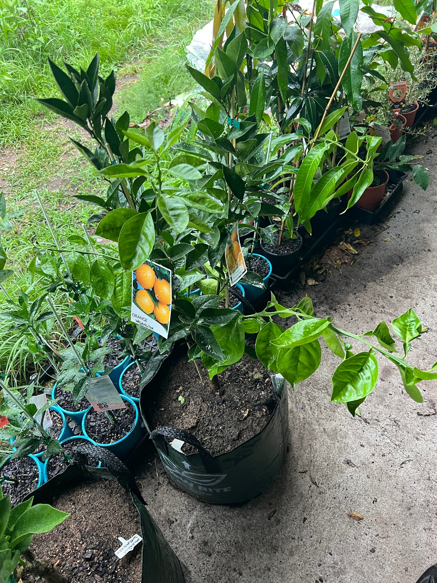 Double Grafted Orange - Washington Navel / Seedless Valencia