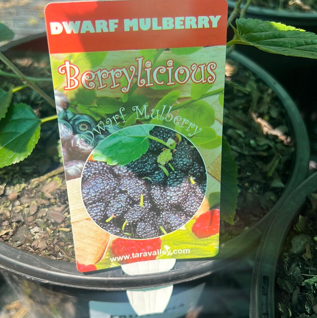 Dwarf Mulberry - Black