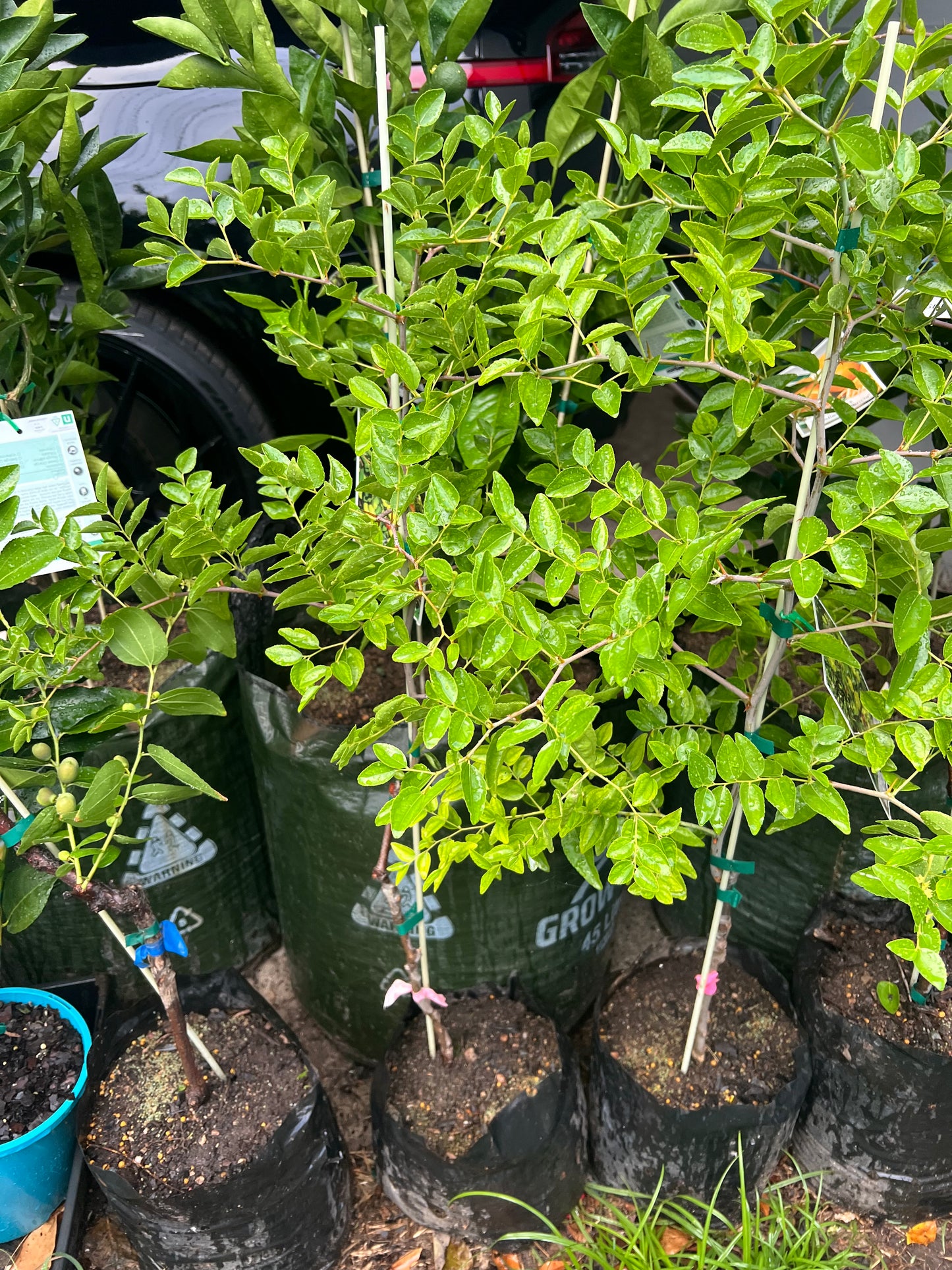 Jujube - Li Advanced