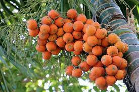 Betel Nut Palm