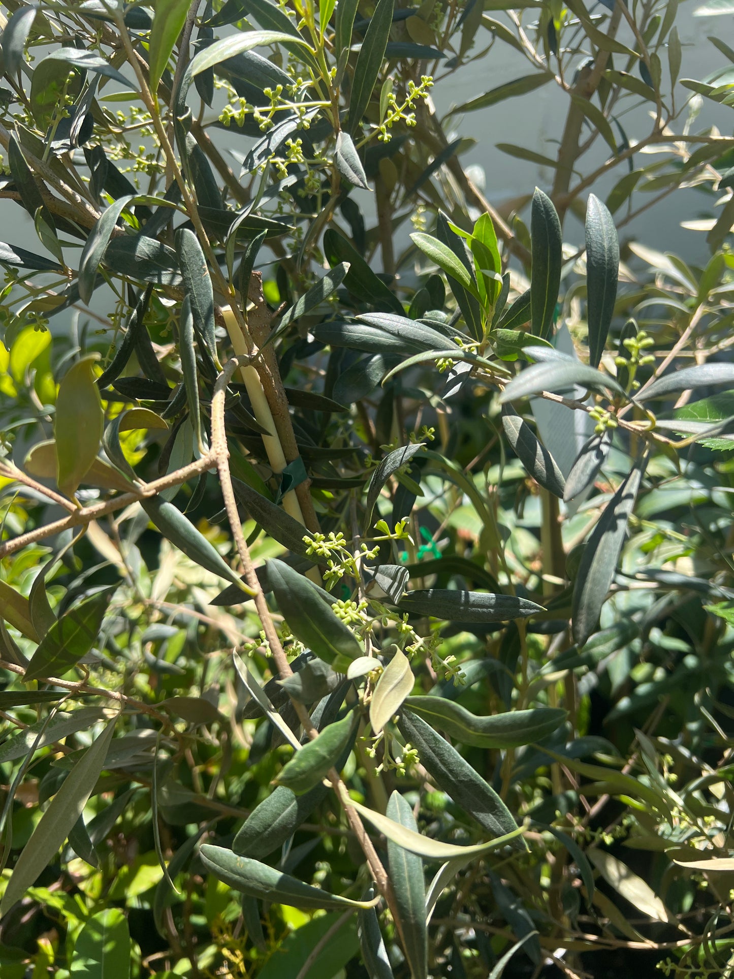 Olive - Arbosana