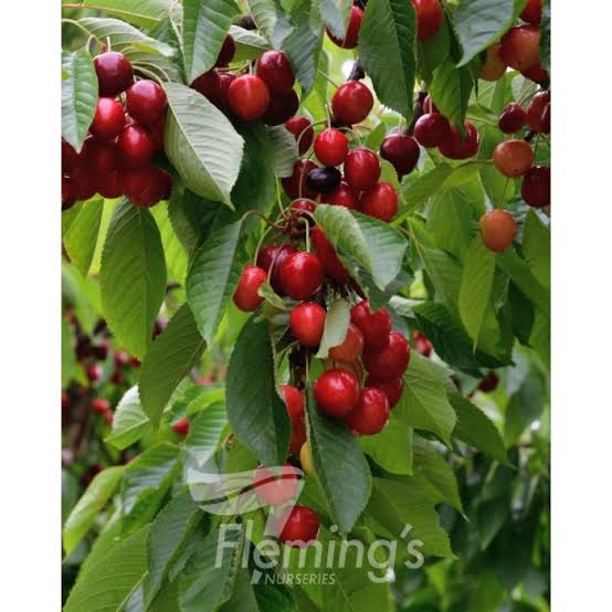 Dwarf Cherry - Mini Royal