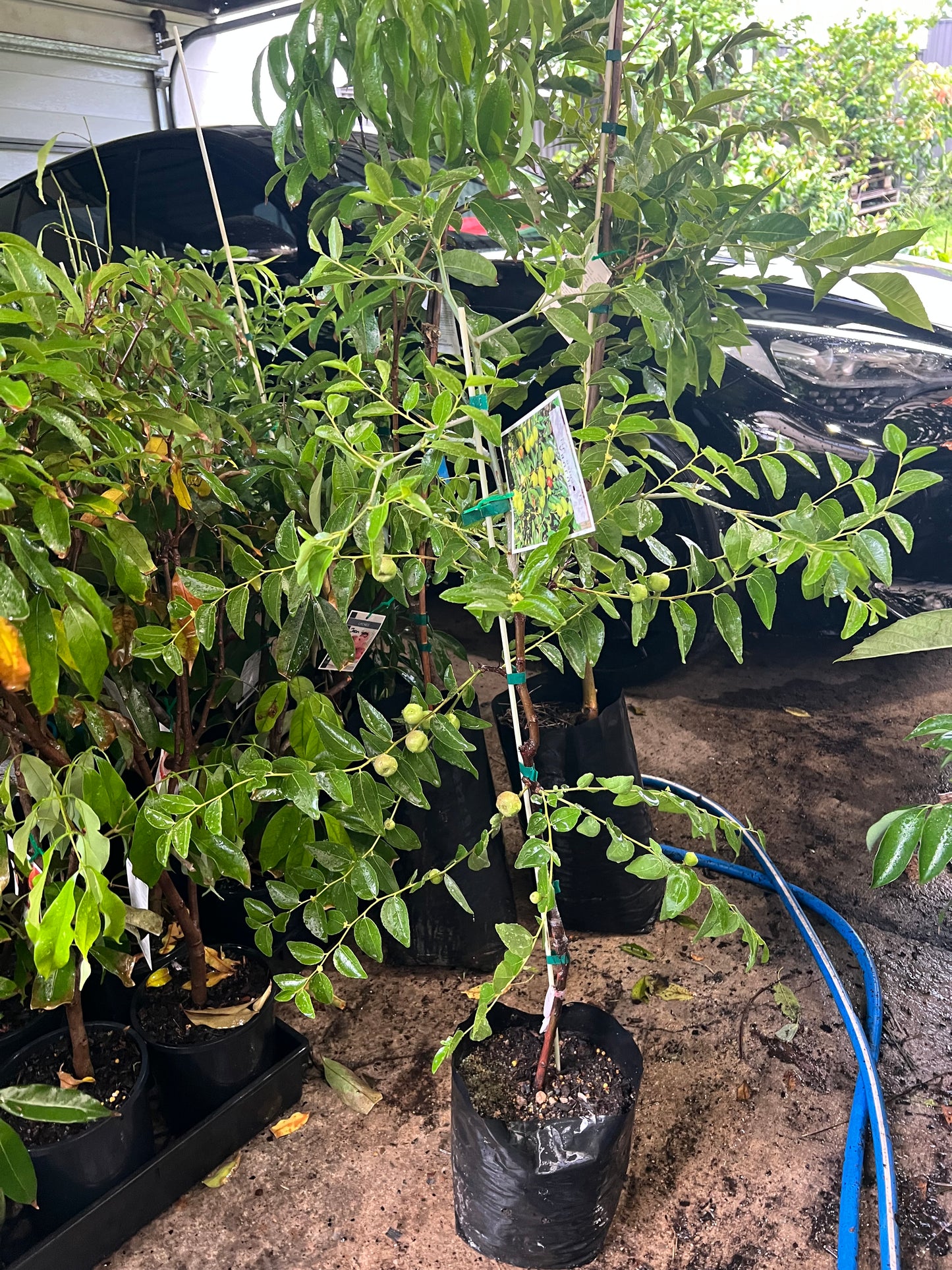 Jujube - Chico Advanced