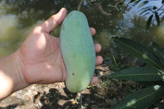 Mango - Cobra Tongue