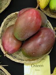 Dwarf Mango - Osteen