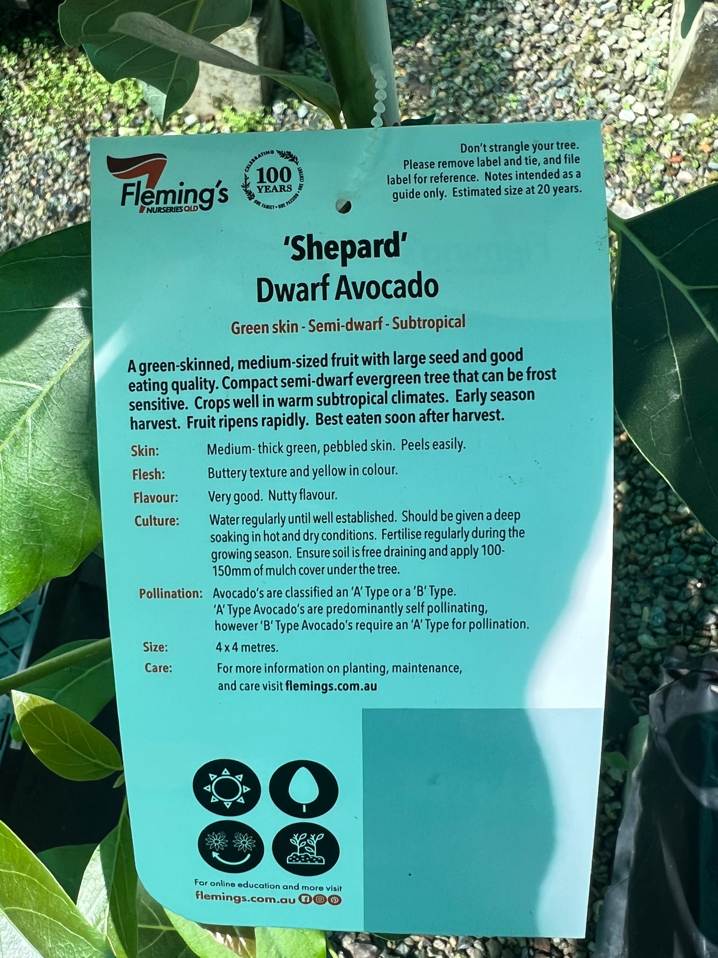 Dwarf Avocado - Shepard (Type B)