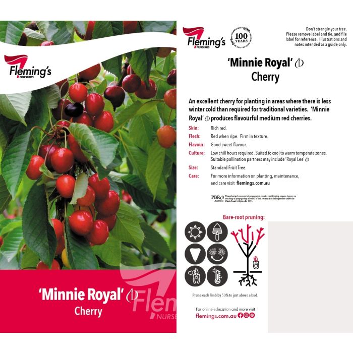 Cherry - Double Grafted Mini Royal / Royal Lee