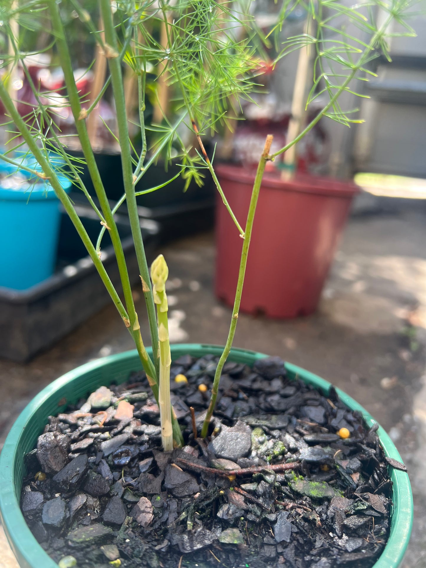 Asparagus
