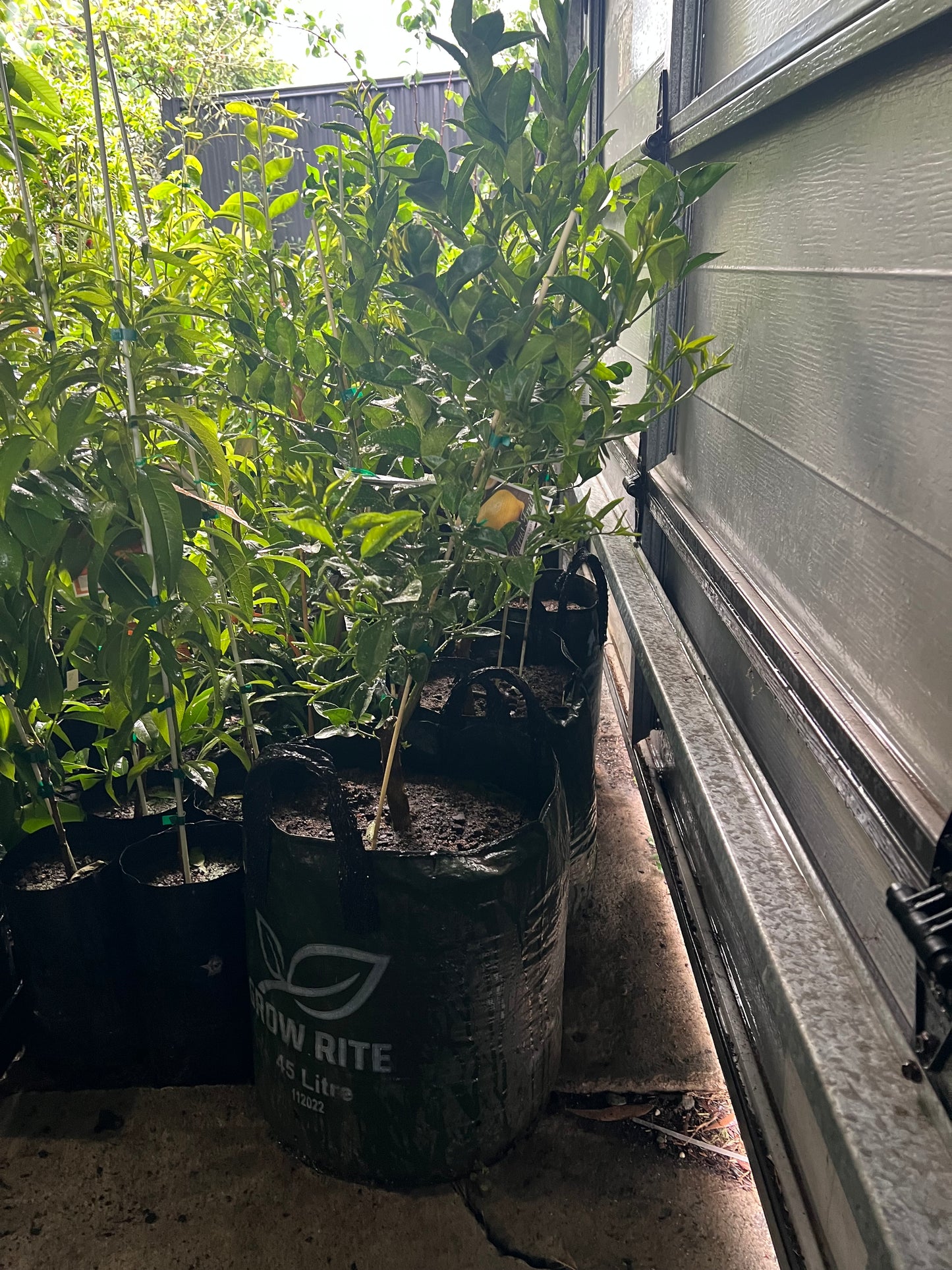 Double Grafted Lemon / Lime