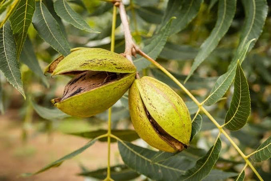 Pecan - Pabst Self Pollinating