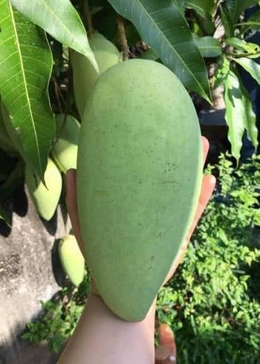 Mango - Tuong (Vietnam)