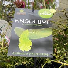 Finger Lime - Crystal QLD ONLY