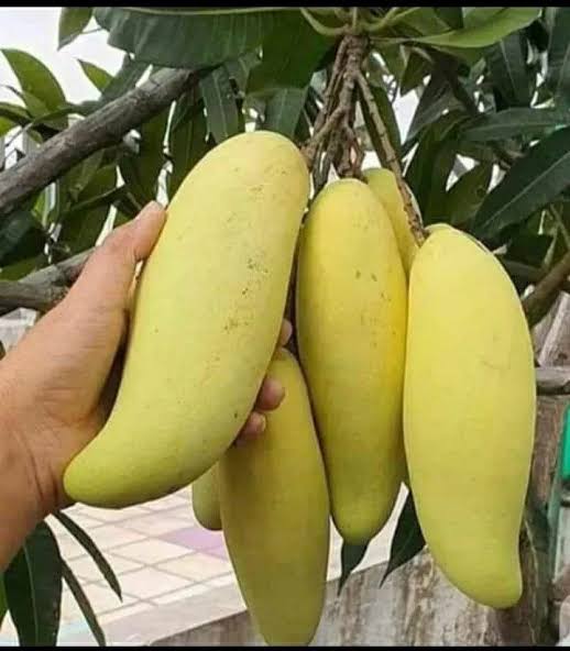Mango - Banana