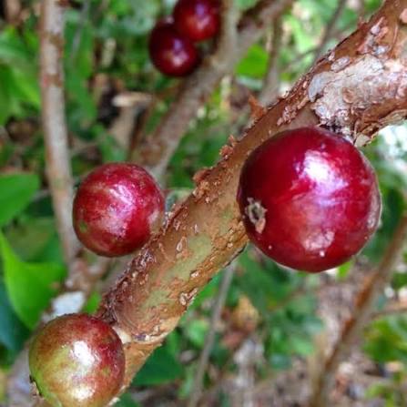 Jaboticaba - Red