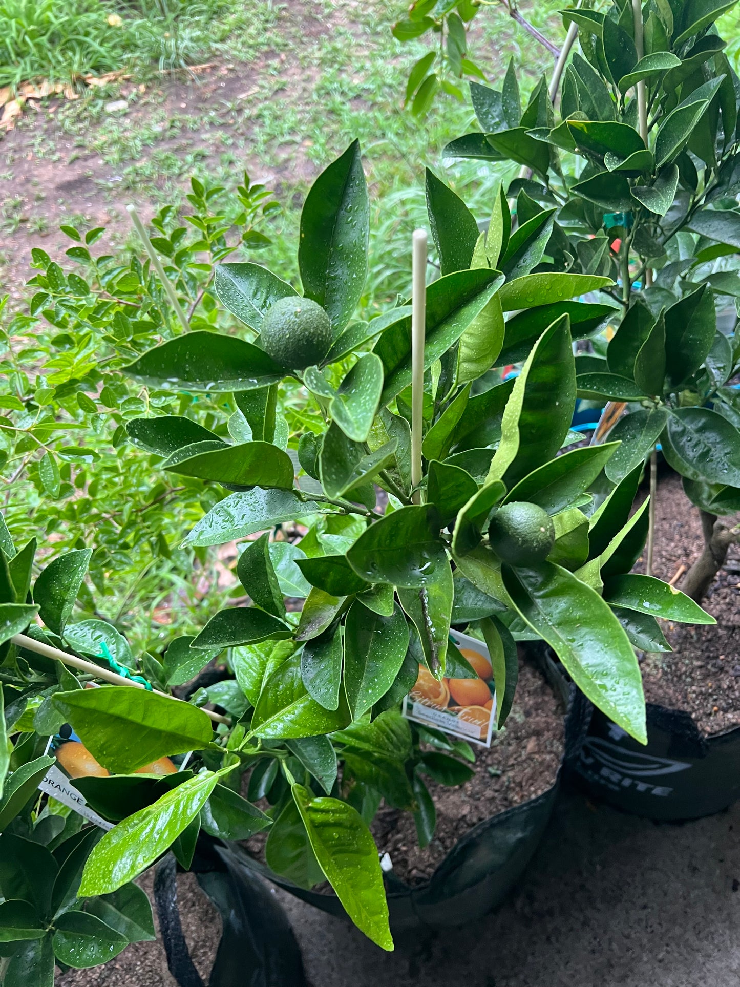 Double Grafted Orange - Washington Navel / Seedless Valencia