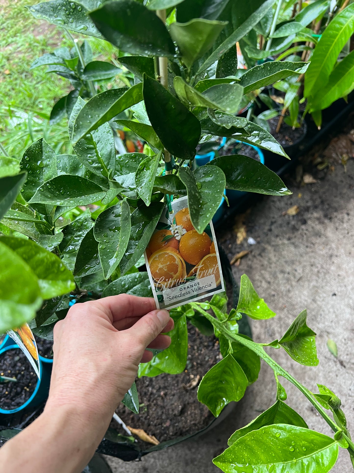 Double Grafted Orange - Washington Navel / Seedless Valencia