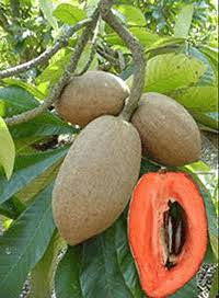 Mamey Sapote