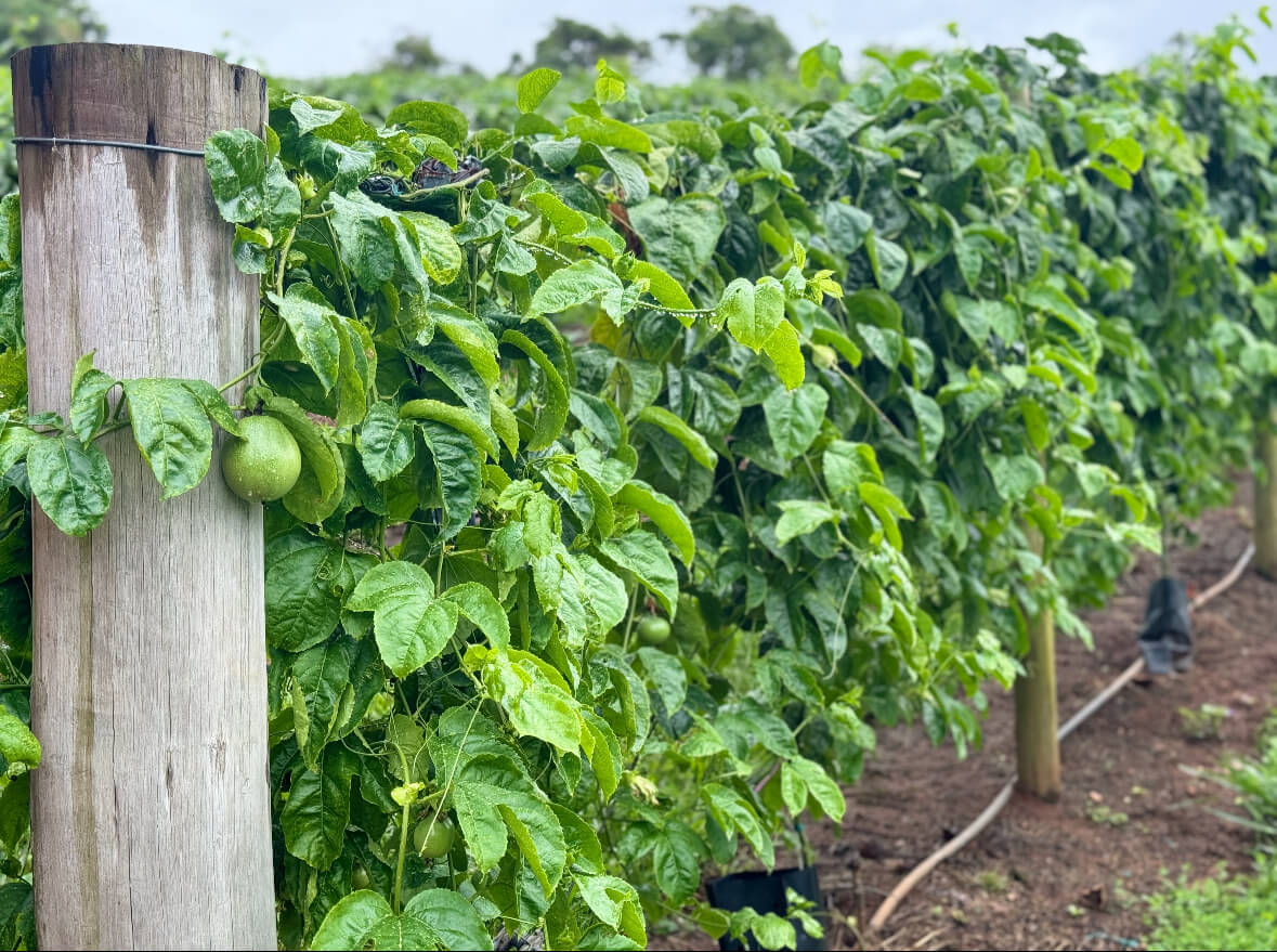 Passionfruit - Sensation