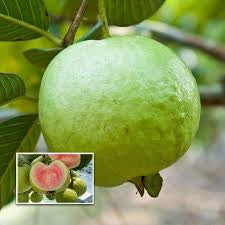 Guava - Thai Pink