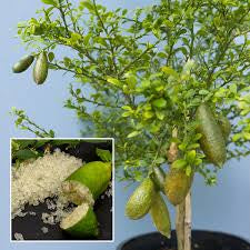 Finger Lime - Crystal QLD ONLY