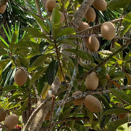 Mamey Sapote