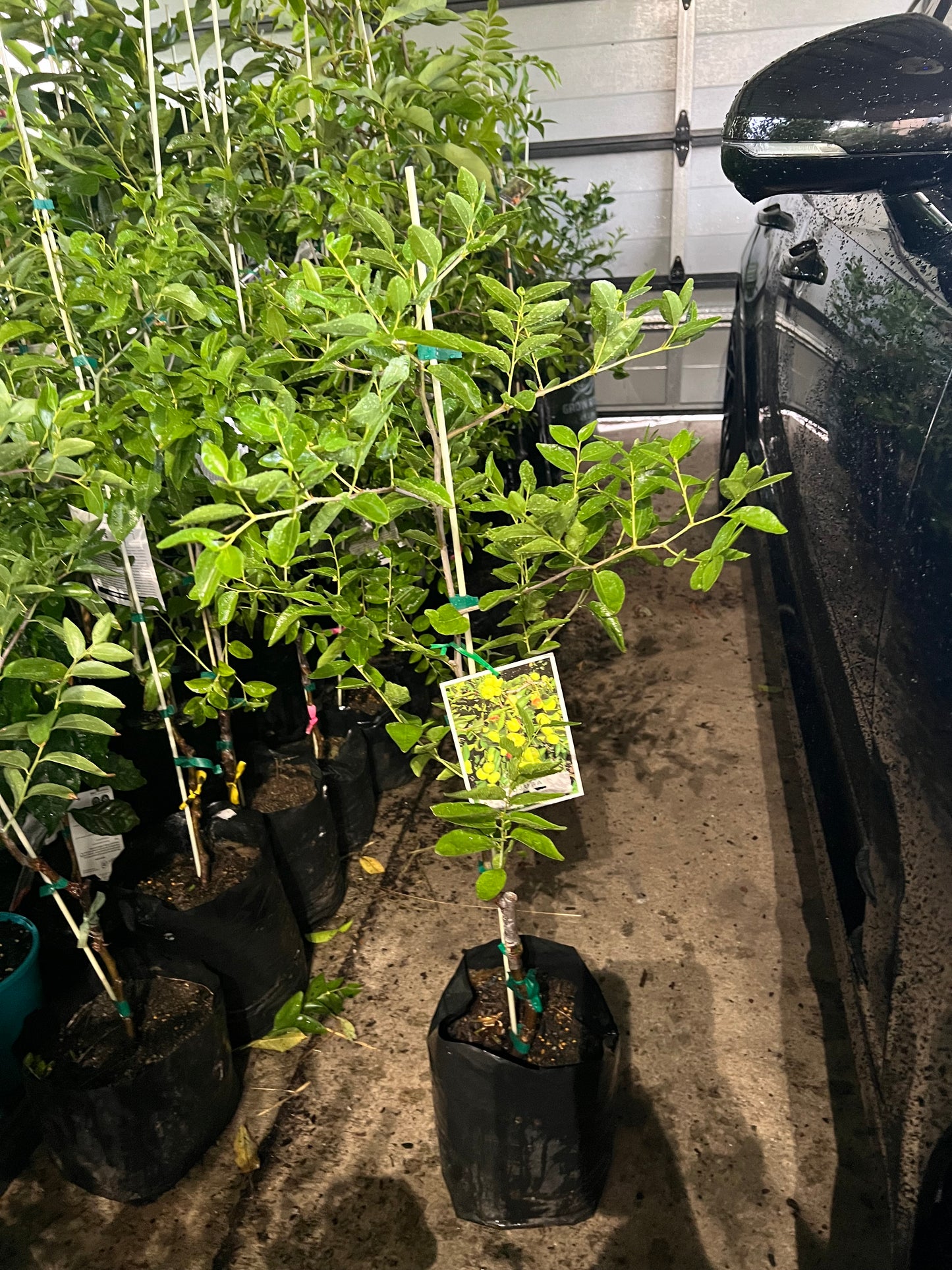 Jujube - Suimen Advanced