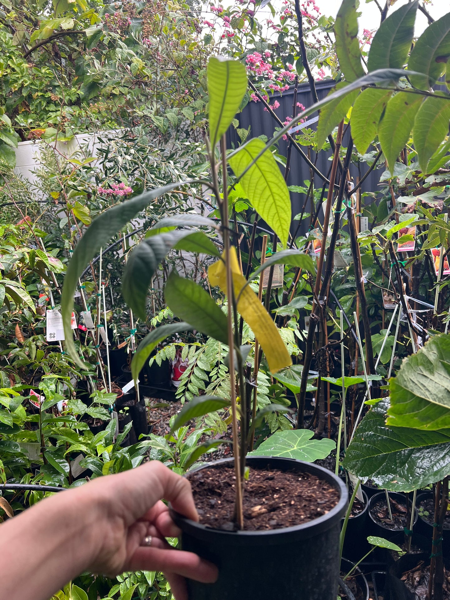 Mamey Sapote