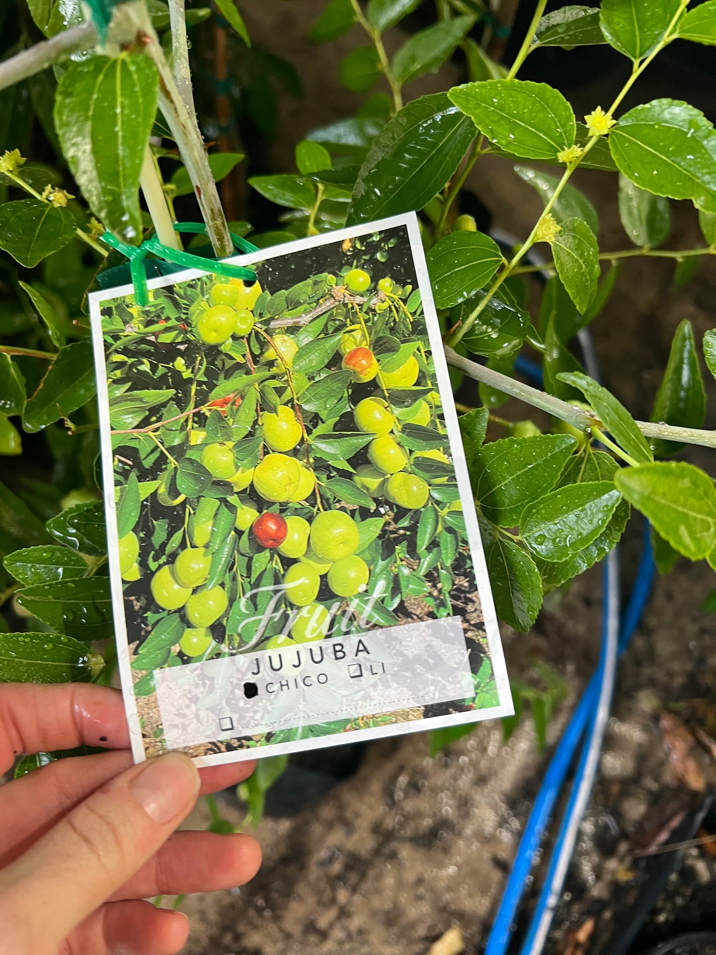 Jujube - Chico Advanced