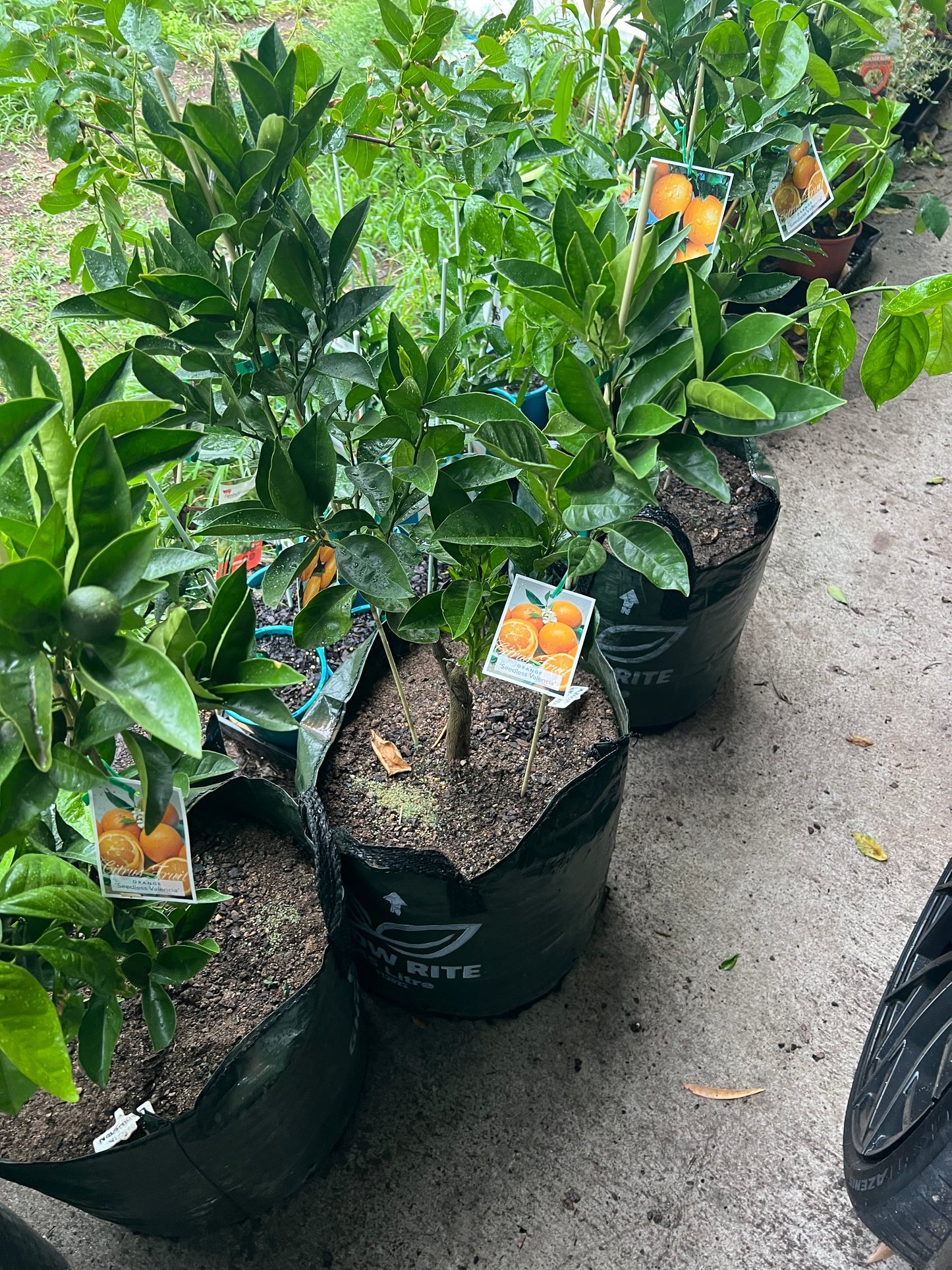 Double Grafted Orange - Washington Navel / Seedless Valencia