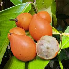 Lemon Drop Mangosteen