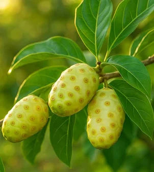Noni Fruit