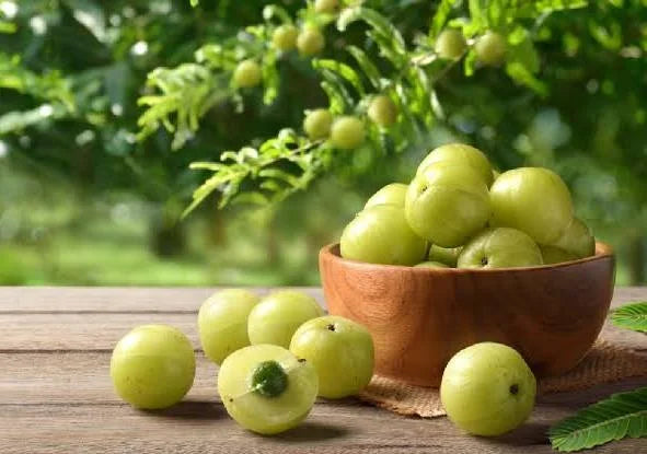 Amla / Indian Gooseberry