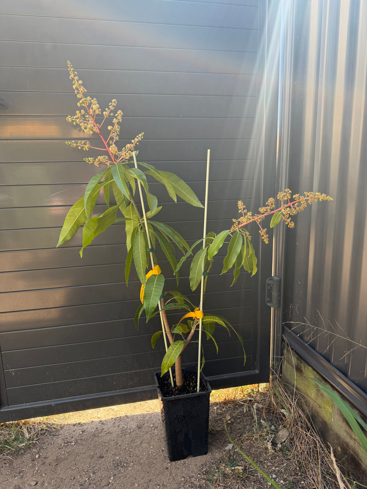 Double Grafted Mango Tree - Titan & Bambaroo