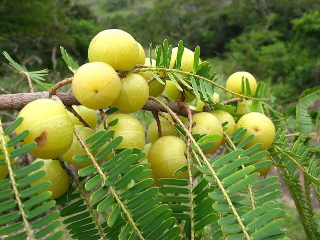 Amla / Indian Gooseberry