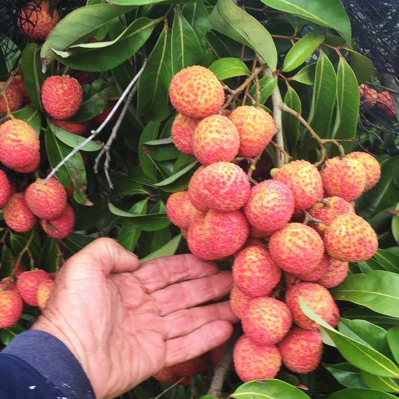 Semi Dwarf Lychee - Bengal