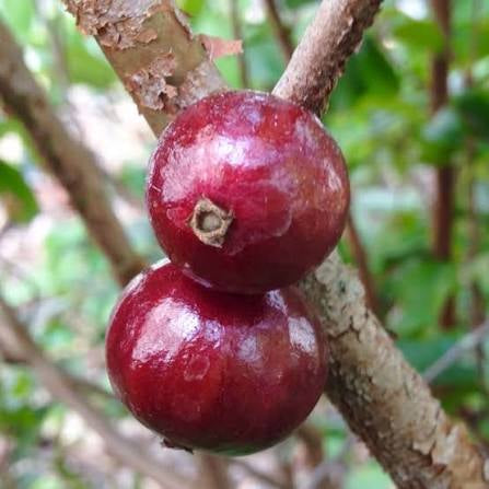Jaboticaba - Red