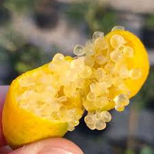 Finger Lime - Gold Finger