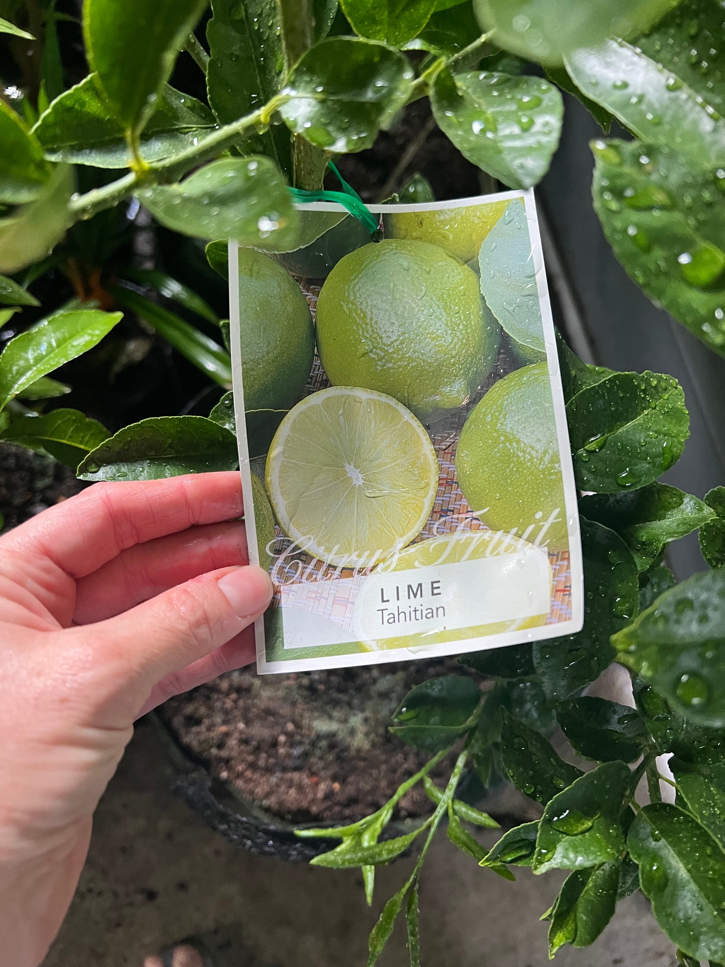 Double Grafted Lemon / Lime