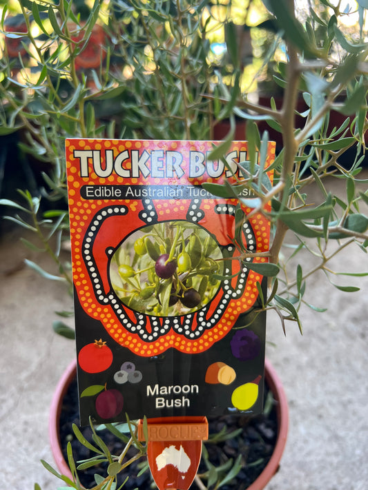 Maroon Bush