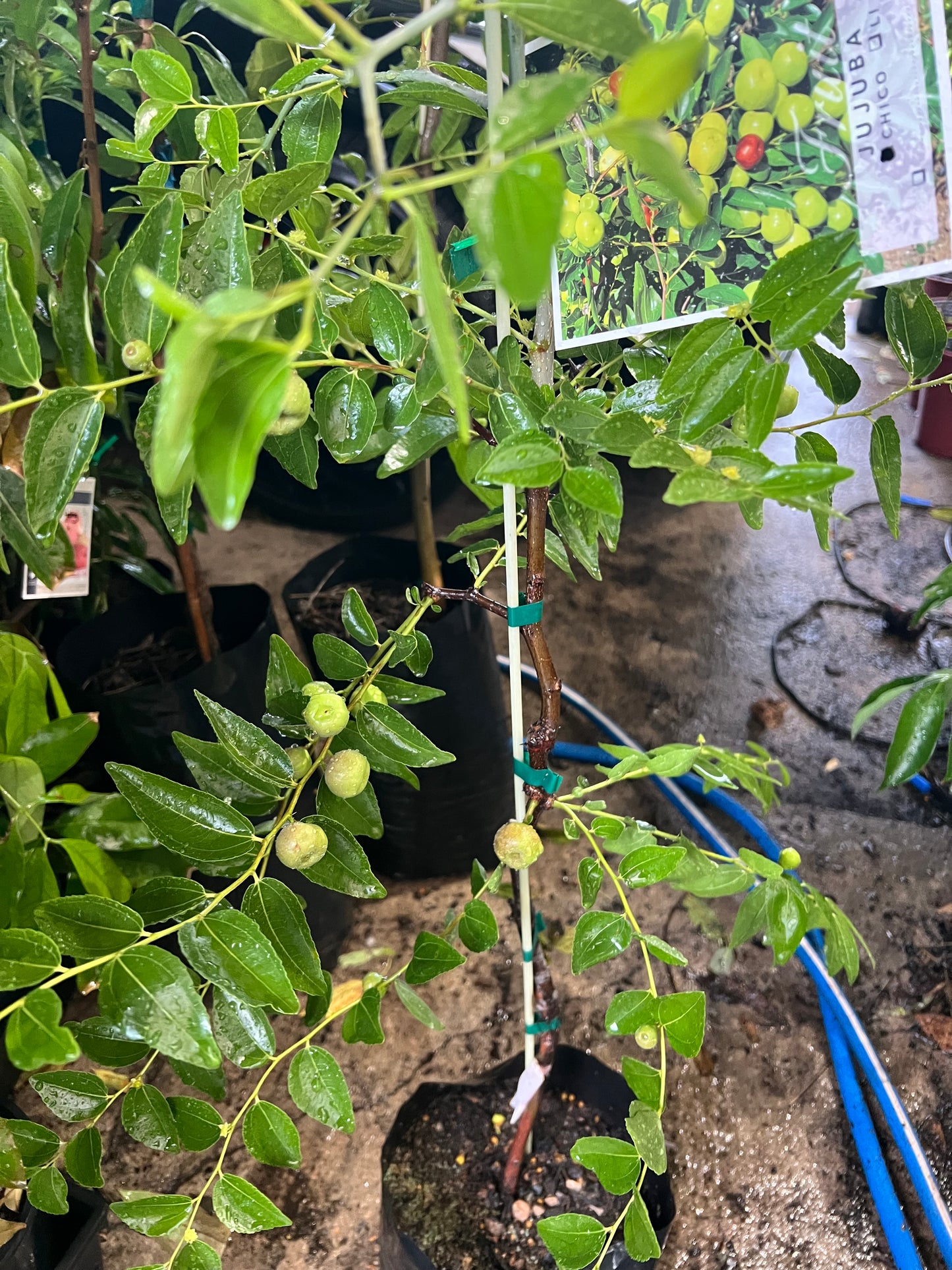 Jujube - Chico Advanced