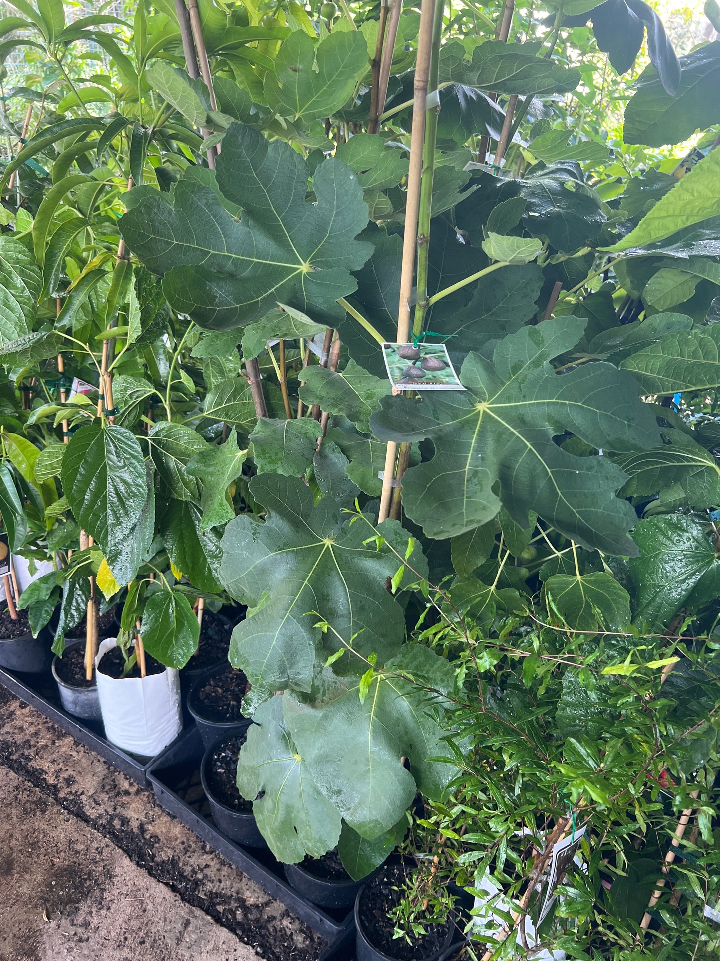 Fig - Ivan’s Brown