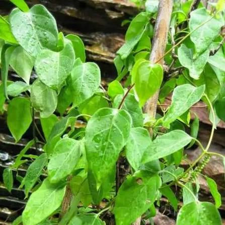 River Leaf Vine