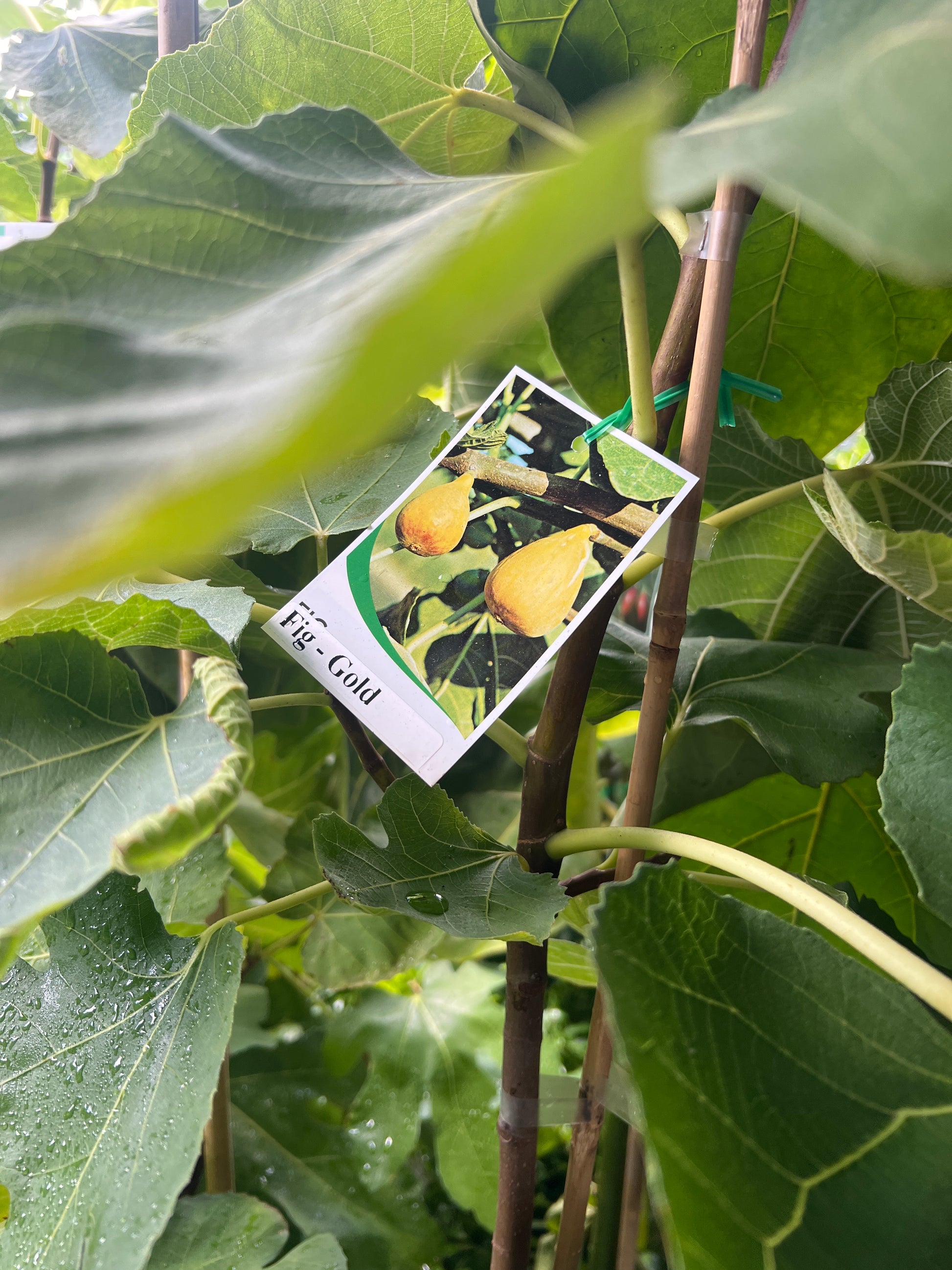 Fig - Gold – Fruitopia Nursery