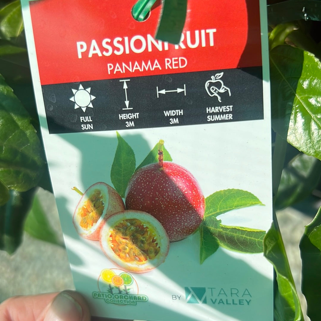 Passionfruit - Panama Red