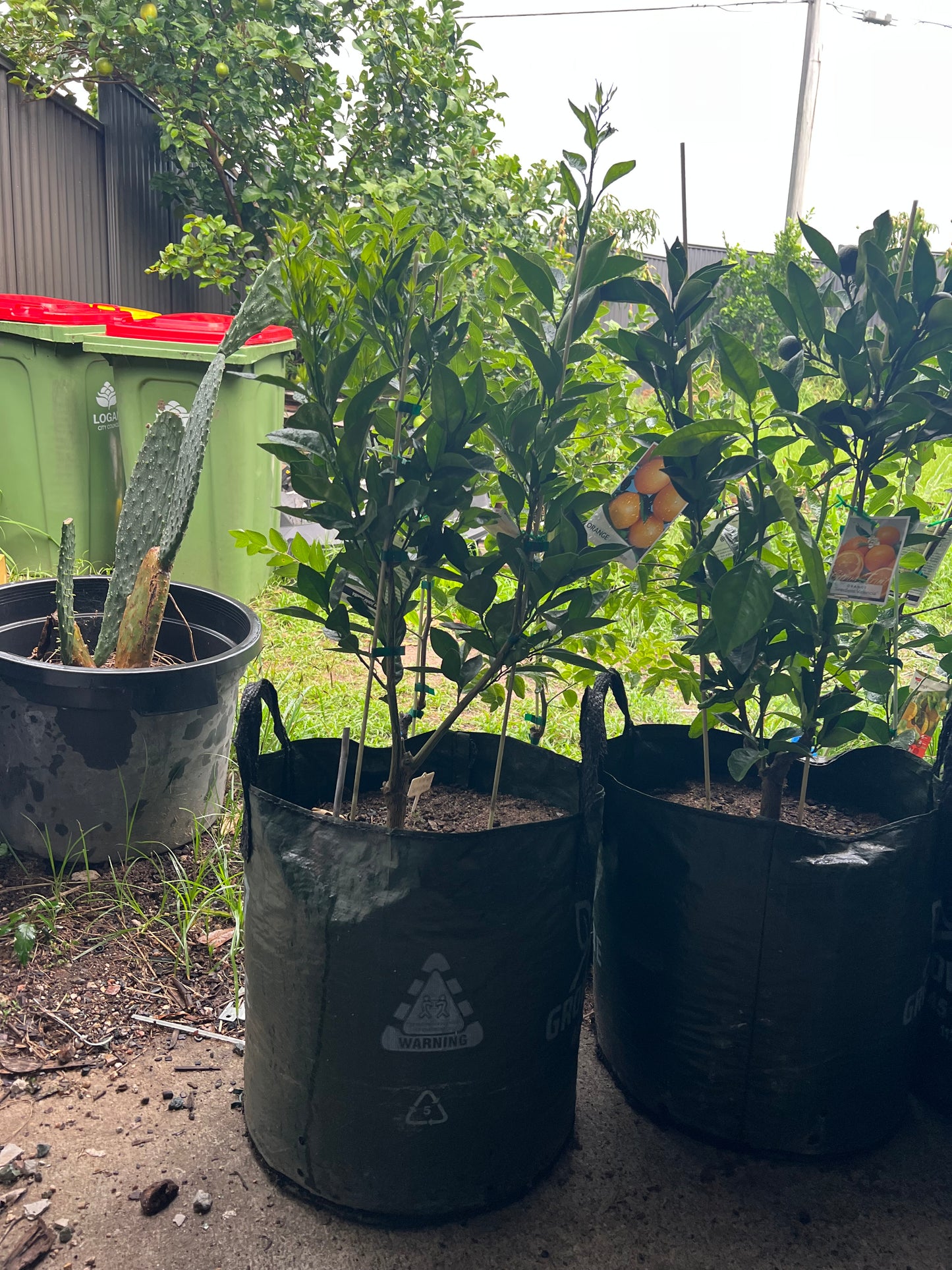 Double Grafted Orange - Washington Navel / Seedless Valencia